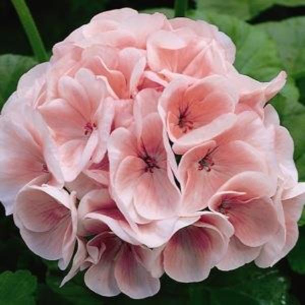 Seed Geranium Maverick Salmon Goode Greenhouses