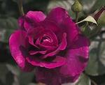 Rose Floribunda Intrigue
