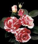 Rose Floribunda Scentimental