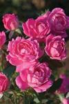 Rosa 'Radtkopink' PP18507, CPBR#3757 / Knock Out® Pink Double Rose