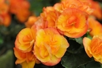 Begonia Non Stop Fire