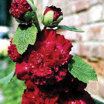 Alcea Chater's Double Red