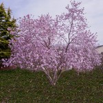 Magnolia Leonard Messel- Fuschia-Pink
