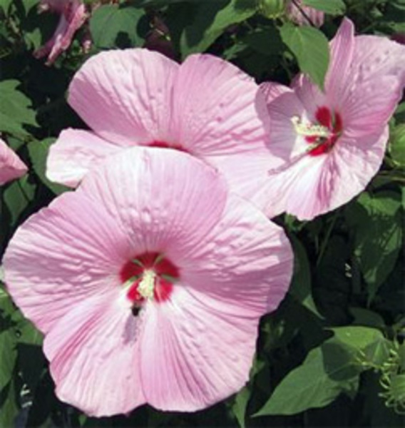 Plant Catalog Goode Greenhouses