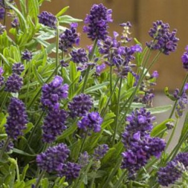 Plant Catalog Goode Greenhouses