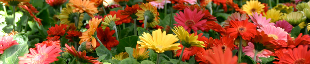 Goode Greenhouses