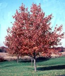Maple Red Sunset®