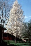 Pear Flowering Chanticleer