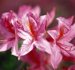 Azalea hybrids Northern Lights