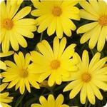 Osteospermum Yellow