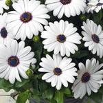 Osteospermum White
