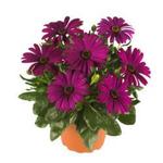 Osteospermum Purple