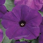 Petunia Wave Blue 