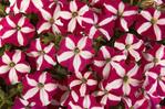 Petunia Easy Wave Burgundy Star