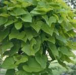 Ipomea Sweet Potato Vine Terrace Lime