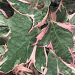 Ipomea Sweet Potato Vine Tricolor