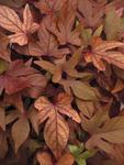 Ipomea Sweet Potato Vine Bronze