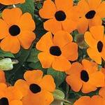 Thunbergia Orange