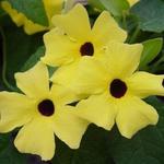 Thunbergia Yellow
