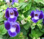 Torenia Blue Moon