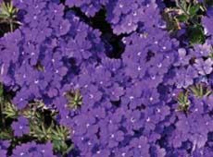 Verbena Lanai Blue Goode Greenhouses