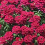 Verbena Lanai Cherry Red