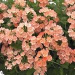 Verbena Lanai Peach