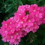 Verbena Lanai Deep Pink