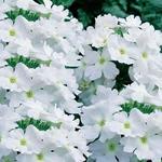 Verbena Lanai White