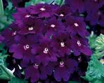 Verbena Lanai Deep Purple