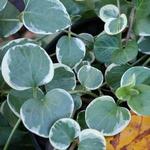 Vinca Vine Green & White