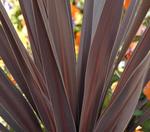 Cordyline Red Sensation