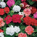 Geranium Zonal