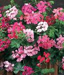 Geranium Ivy
