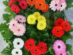Gerbera Daisy