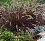 Grass Crimson Fountain