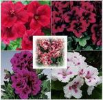 Geranium Regal