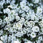 Alyssum Clear Crystals