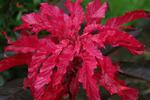 Amaranthus Early Splendor