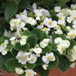 Begonia Bada Bing White