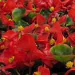 Begonia Bada Bing Scarlet