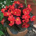 Begonia Bada Boom Scarlet