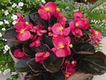 Begonia Bada Boom Rose