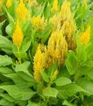 Celosia Fresh Look Yellow