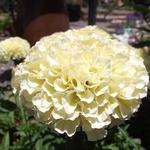 Marigold Vanilla