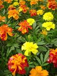 Marigold Bonanza Mix