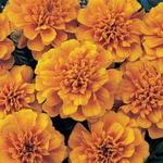 Marigold Bonanza Orange 