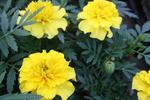 Marigold Bonanza Yellow 