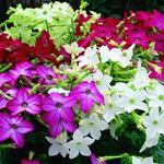 Nicotiana Saratoga Mix 