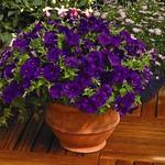 Petunia Picobella Blue